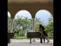 Tyson My Baby Just Turned 1 Sarujaanu Germanshepherd