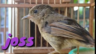 Download lagu Burung Flamboyan Gacor Ngebren Rapat Nyerecet Nyiul Cocok buat Pancingan mp3