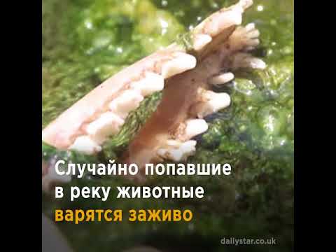Кипящая река