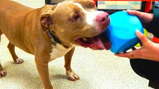 An 18 Year Old Dog Was Left At A Shelter After Her Owner Died  Then A Man Showed Up On A Motorbike