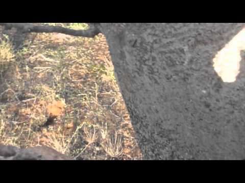 Mango Mayhem in Madagascar