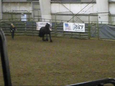 Taj Mahal Friesian Stallion