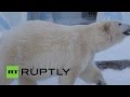 Медведица Шилка готовится к переезду из Новосибирского зоопарка 