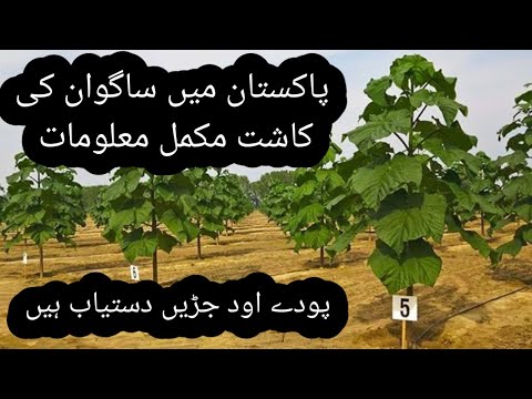 red burma teak sagwan ki kasht