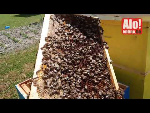 KAKO PČELE PRAVE MED, Selo Drijen 26.5.2022.