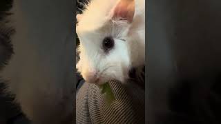 シャリシャリシャリシャリ #guineapigs #guineapighome #モルモット #guineapig #pets #アビシニアンモルモット #癒し #cute