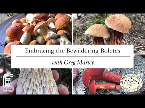 Foraging for Wild Edible Mushrooms: Embracing the Bewildering Boletes with Greg Marley