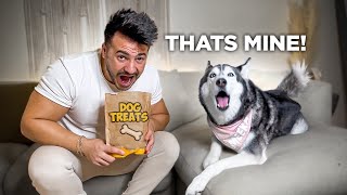 Eating My Husky’s Treats to See Her Reaction! (SHE ARGUES)