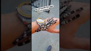 Download lagu Do not handle poecilotheria genus tarantulas.  My boy Andrews pokie. Regalis, Indian ornamental T. mp3