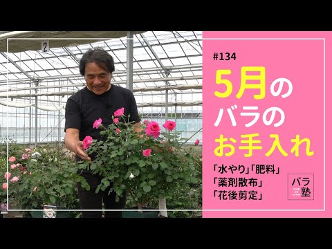 バラの世話をする際の5つの大きな間違い 植物