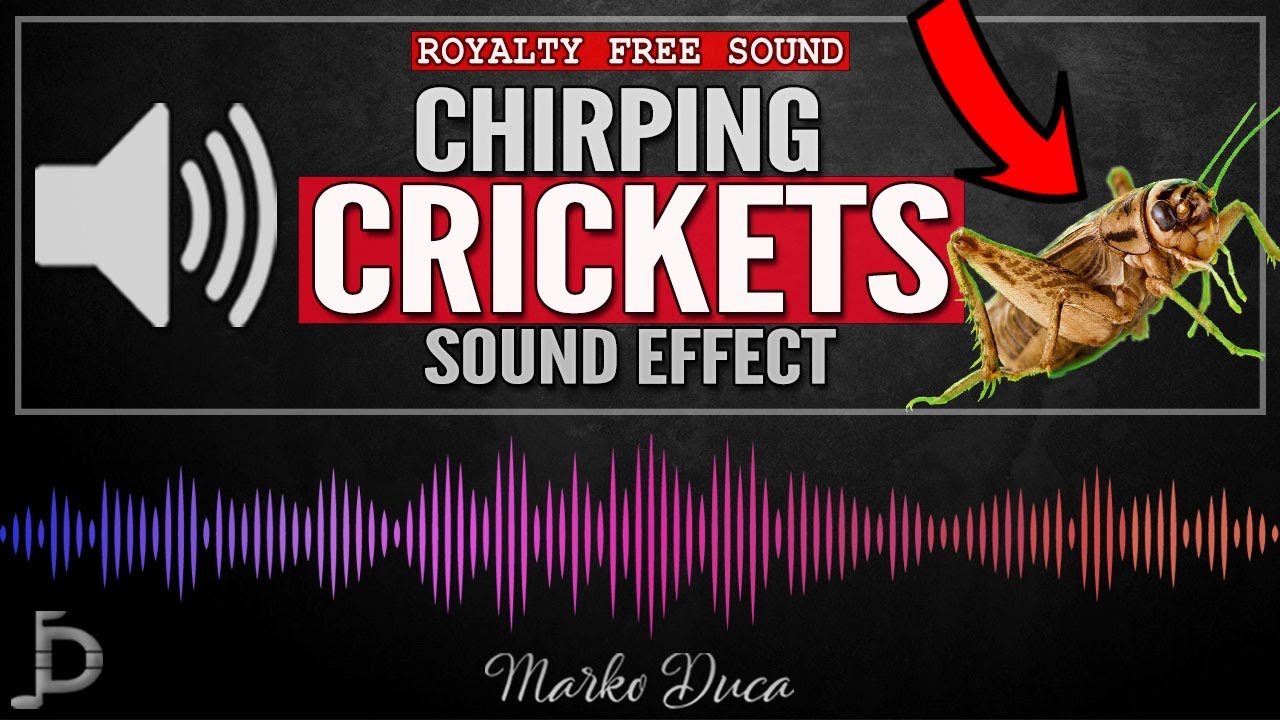 Crickets Chirping Sound Effect | Royalty Free Sound Effects