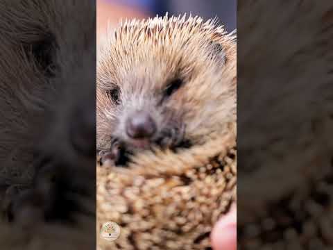 Igel tagsüber gefunden? Dein 4-Schritte-Notfallplan