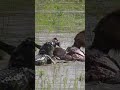 Lion Battles Crocodile