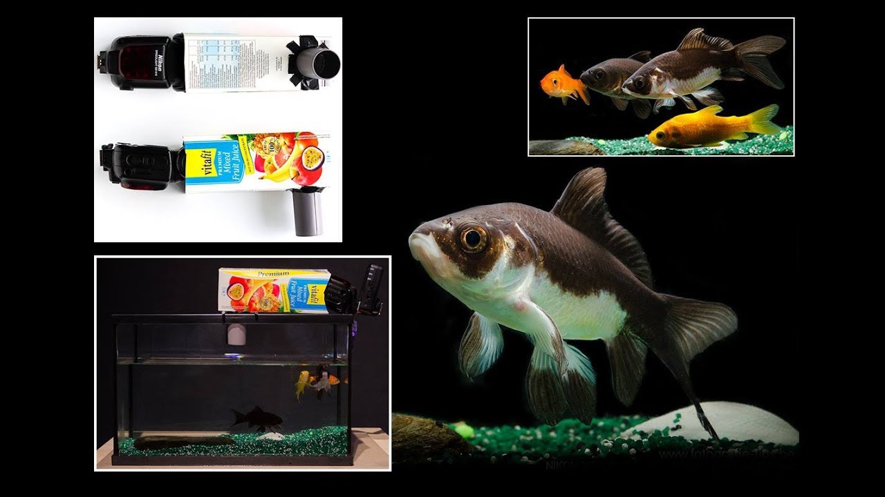 Cómo fotografiar peces en un acuario