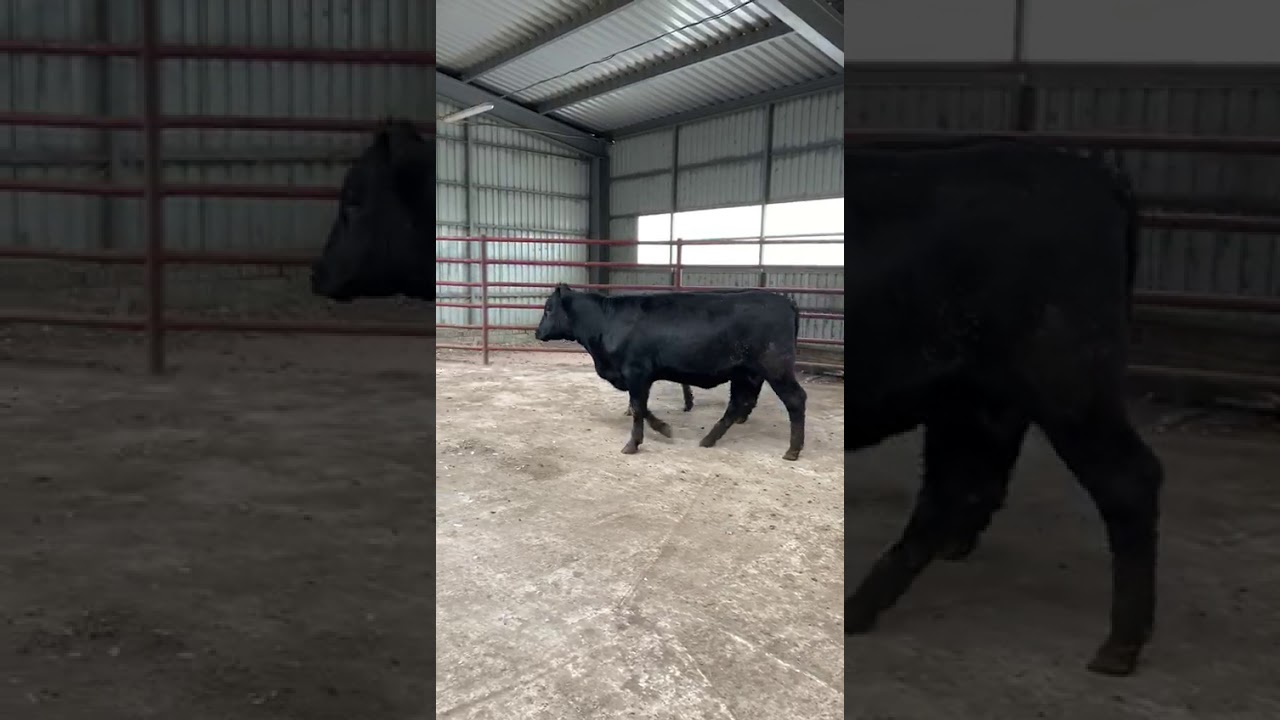 КРС АБЕРДИН_АНГУС