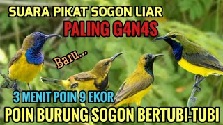 Download lagu Suara pikat sogon liar ampuh 🕊️#suaraburung sogon ribut mp3