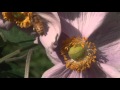 "Bedding on the Future"  - From the album Back to the Garden by Dean Evenson & Tom Barabas