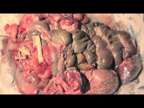 Son of Light feat. Consequence & Noora Noor "Love & Hate" OFFICIAL VIDEO