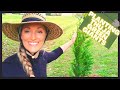 How To Plant Thuja Green Giant Arborvitae | Privacy Hedge
