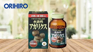 Nấm thái dương Agaricus Orihiro