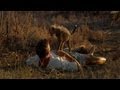 Curious Cheetah Cubs Climb on Kim | Man, Cheetah, Wild