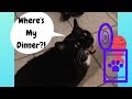 Cookie Meows For Dinner