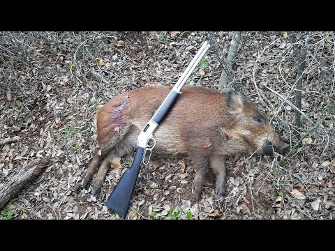 wild boar feral pig stalk hunt 44 magnum lever Henry eradication
