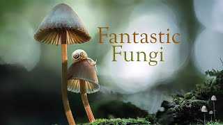 Fantastic Fungi (2019) Video