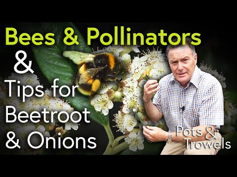 How to Attract Bees and Pollinators to your Garden & Beetroot/Onion Advice - Pots & Trowels