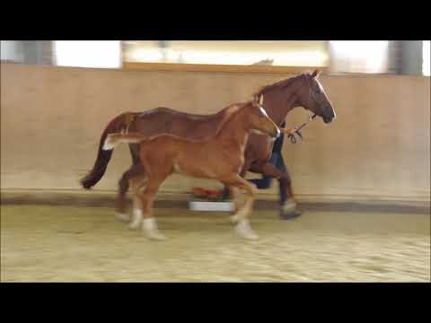 Hengstfohlen Imposantos x Jazz Rubin geb. 6.2020 Video vom 16.08.2020 www.stöcker-verkaufspferde.de