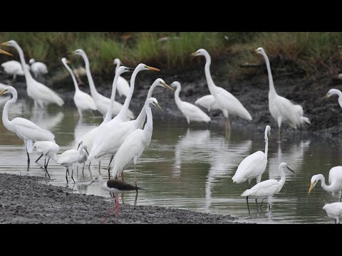 Egret Extravaganza | Amazing Egret Feeding Flock