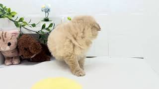 ハーフ犬の動画01