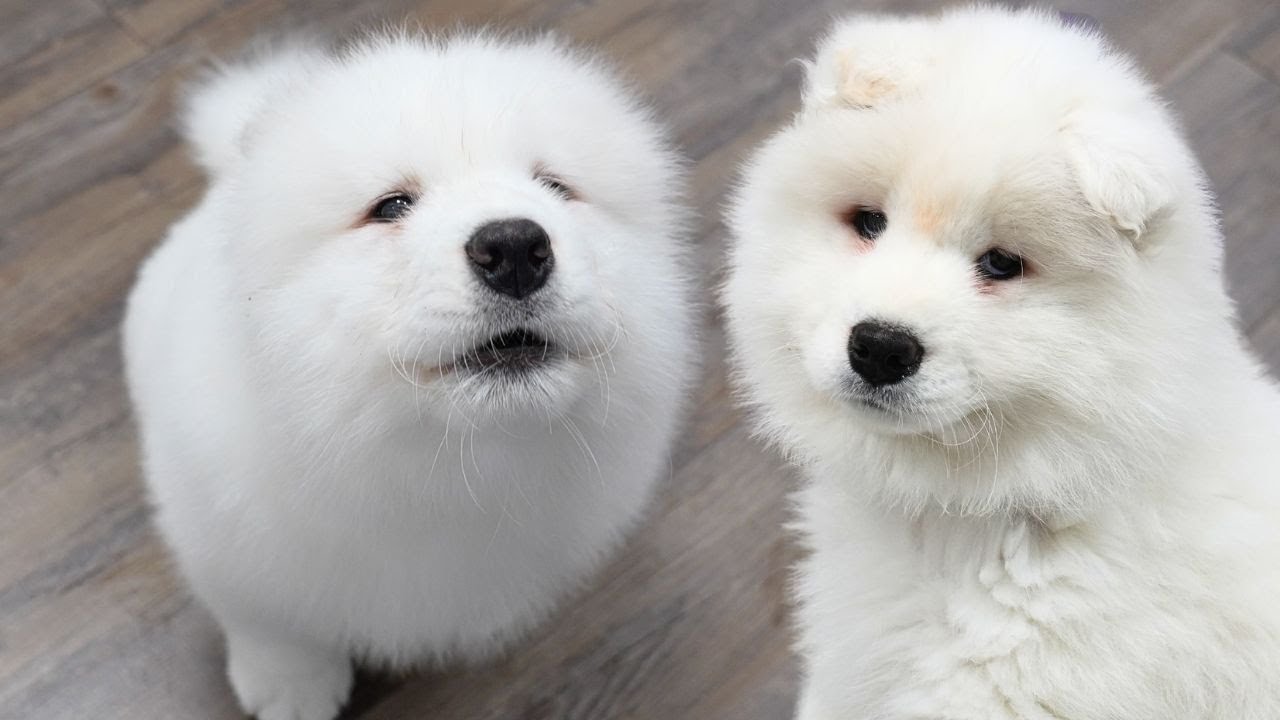 The most ADORABLE fluffy howling Samoyed puppy 😍
