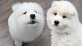 The most ADORABLE fluffy howling Samoyed puppy 😍
