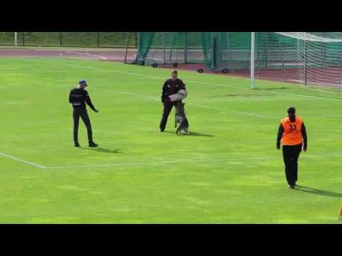 Illy vom Spektefeld - protection IGP-1 98 points