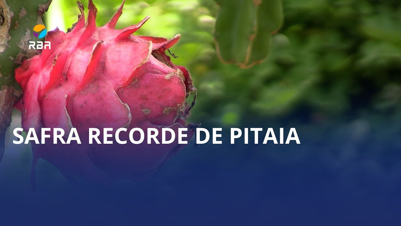 Produtor de José Boiteux está otimista com a colheita de pitaia