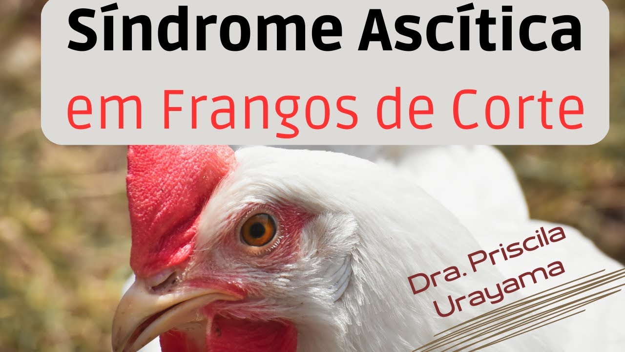Ascite em Frangos de Corte (Síndrome Ascítica)