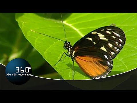 Die Farm der Schmetterlinge