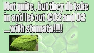 Finally! Photosynthesis with tots