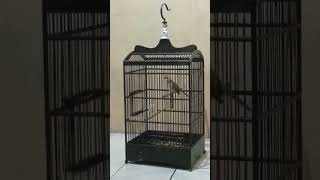 Download lagu trucuk lokal Pekalongan lagu lelah dipagi hari Borak barik borok cikrok #trucukangacor #trucukan mp3