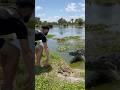 Crocodiles Attacking For Fun Crocodile