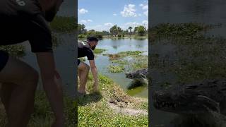 Crocodiles Attacking for fun! #crocodile