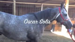 EL SULTAN   GRUPO LABERINTO