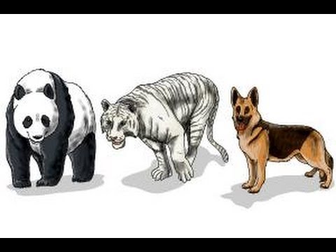How to draw realistic animals