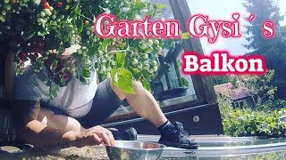Garten Gysi´s Balkon viel Ernte auf kleinen Raum