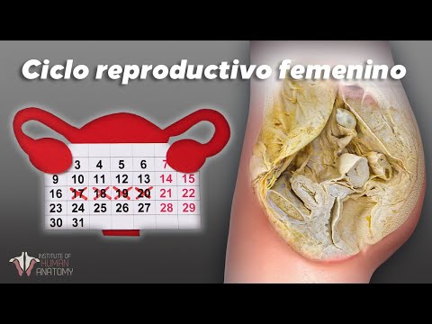 Lo que todos deberían saber sobre el ciclo menstrual femenino