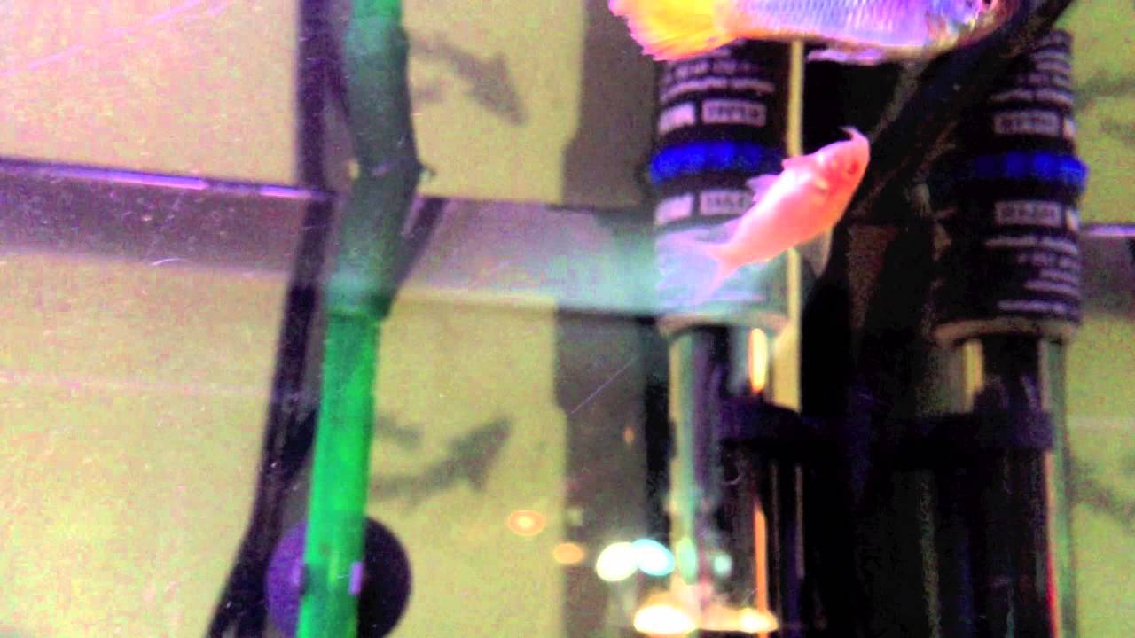 YouTube video preview