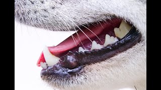 Teach your dog to enjoy dental care
