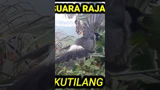 Download lagu suara keras raja kutilang memanggil lawan mp3 Download lagu suara keras raja kutilang memanggil lawan mp3