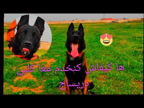 احسن مكان كندرب فيه كلبي 🐶🥰